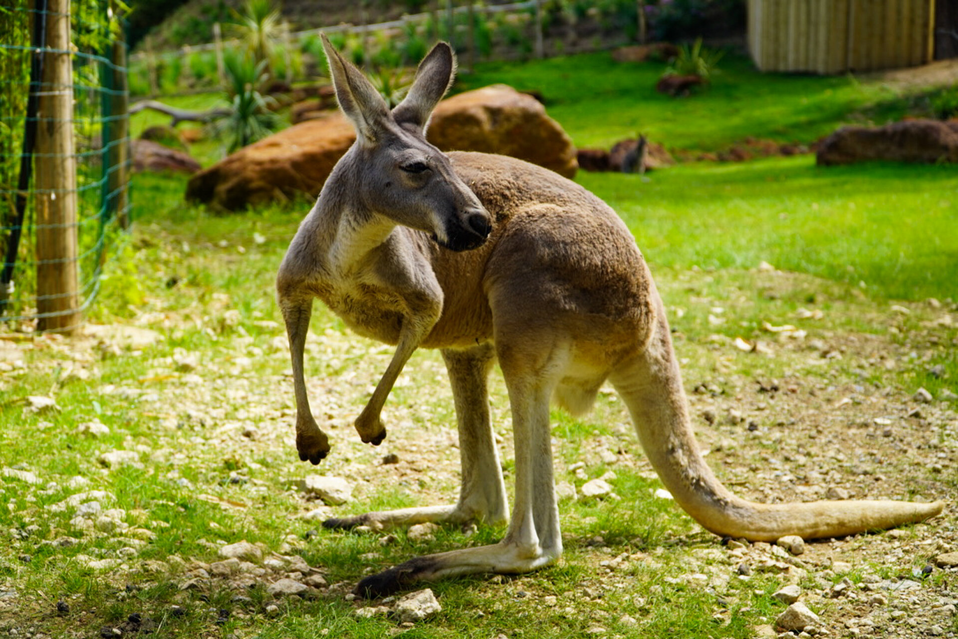 Grand kangourou