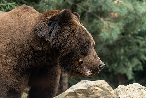 Grizzly du Kamchatka