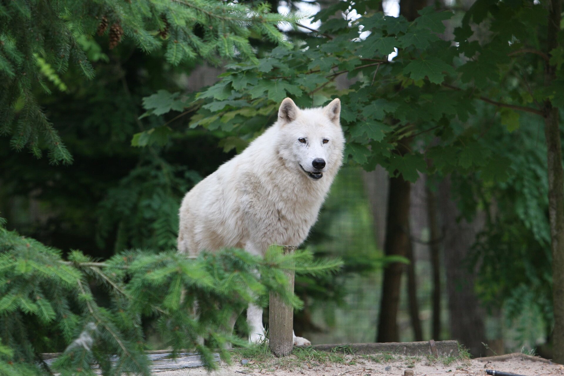 Loup blanc de l'Arctique