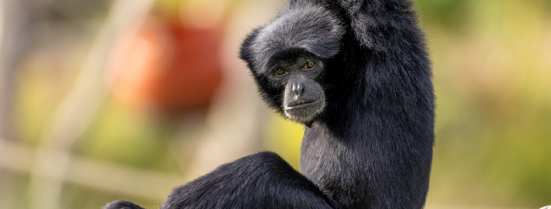 Siamang