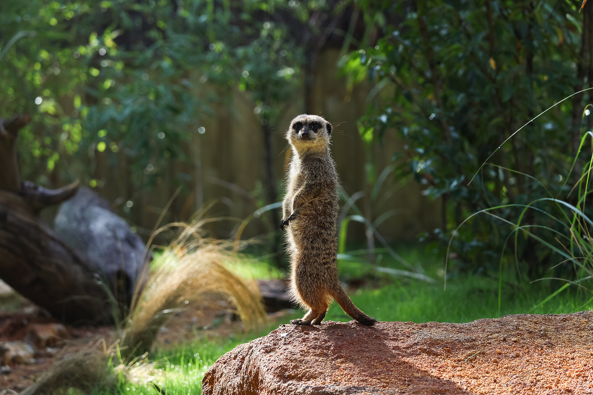 Suricate