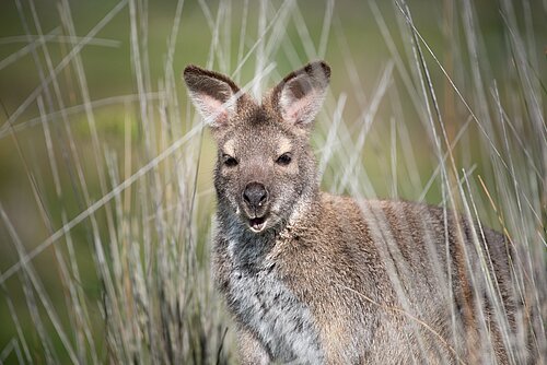 Wallaby de Bennett