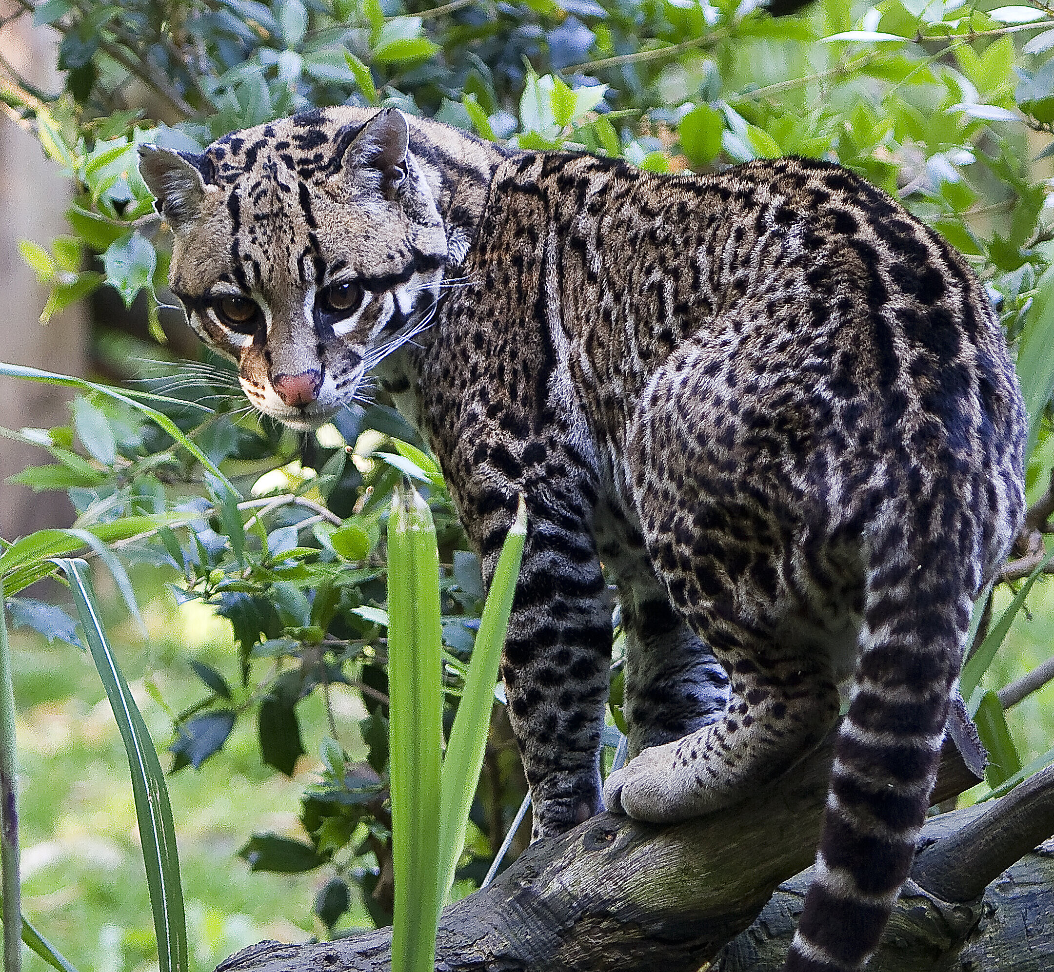 Ocelot