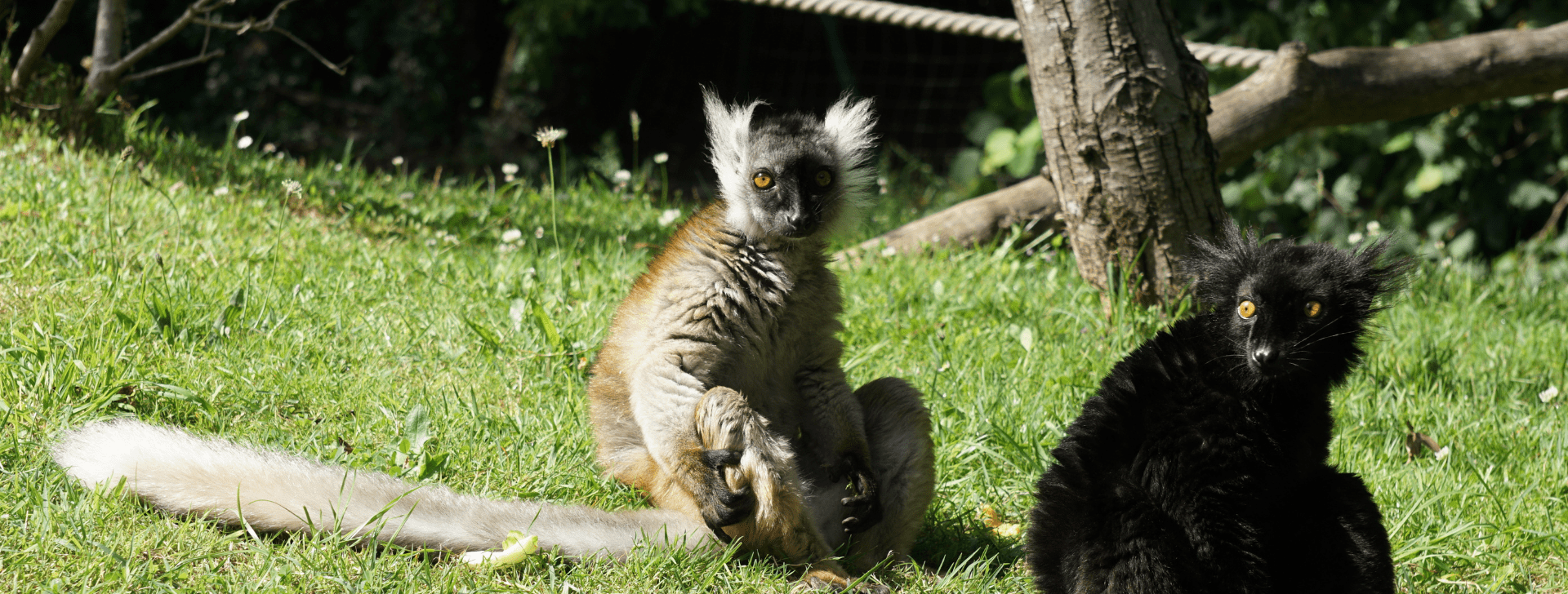 Lémur macaco