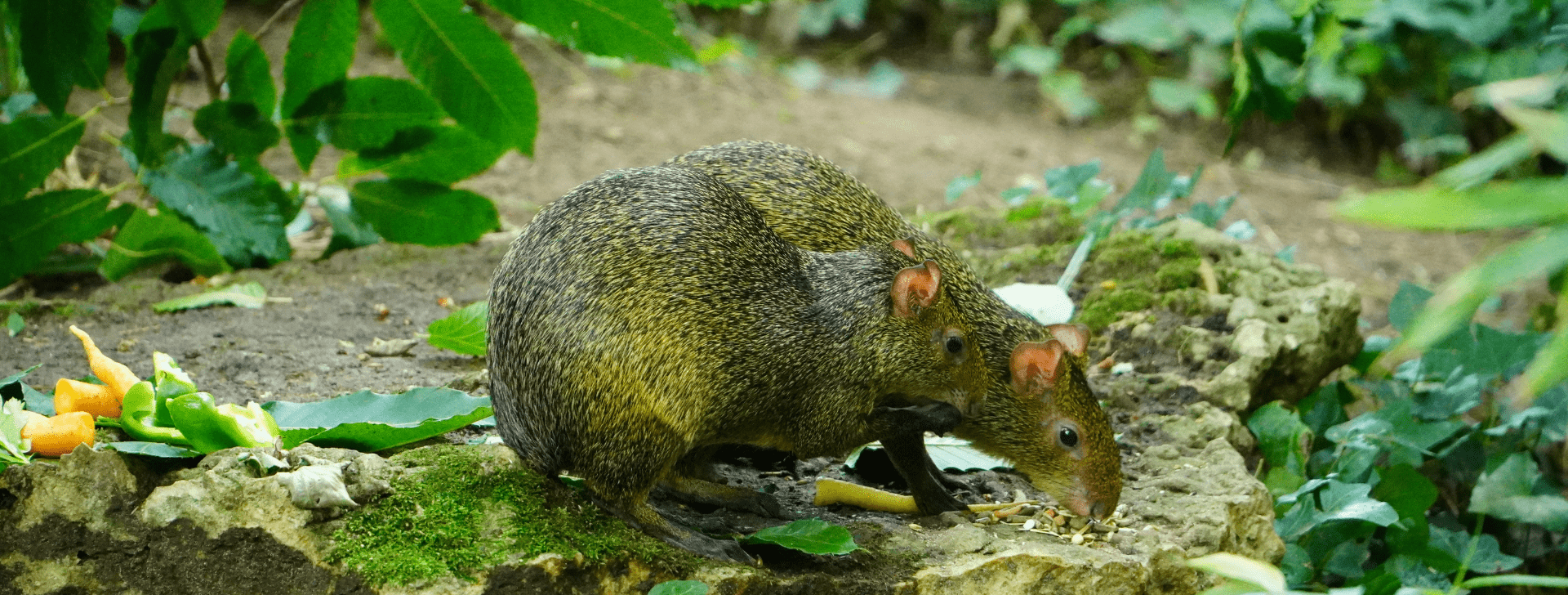 Agouti d'azara