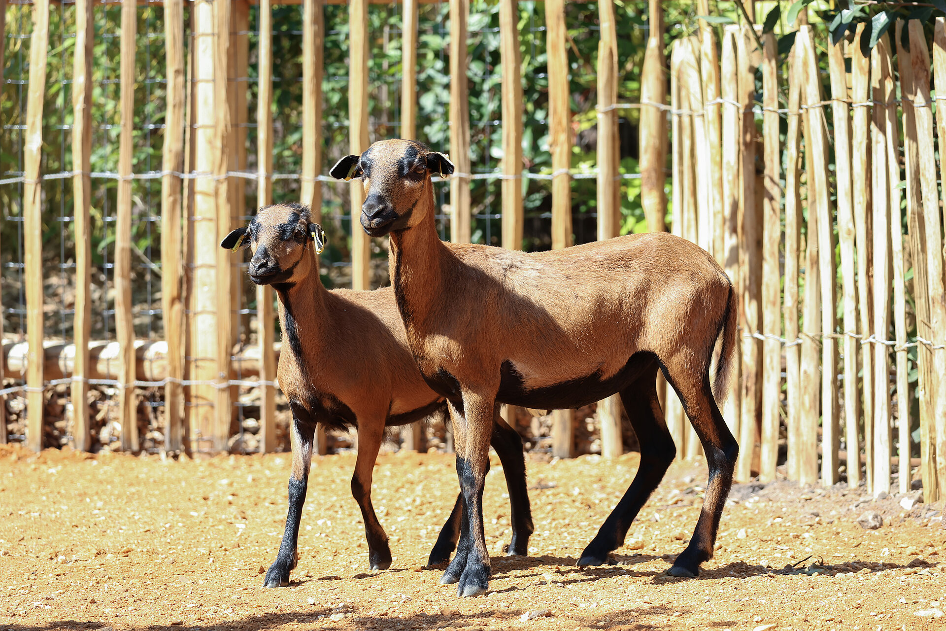 Mouton du Cameroun