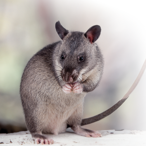 Rat de Gambie