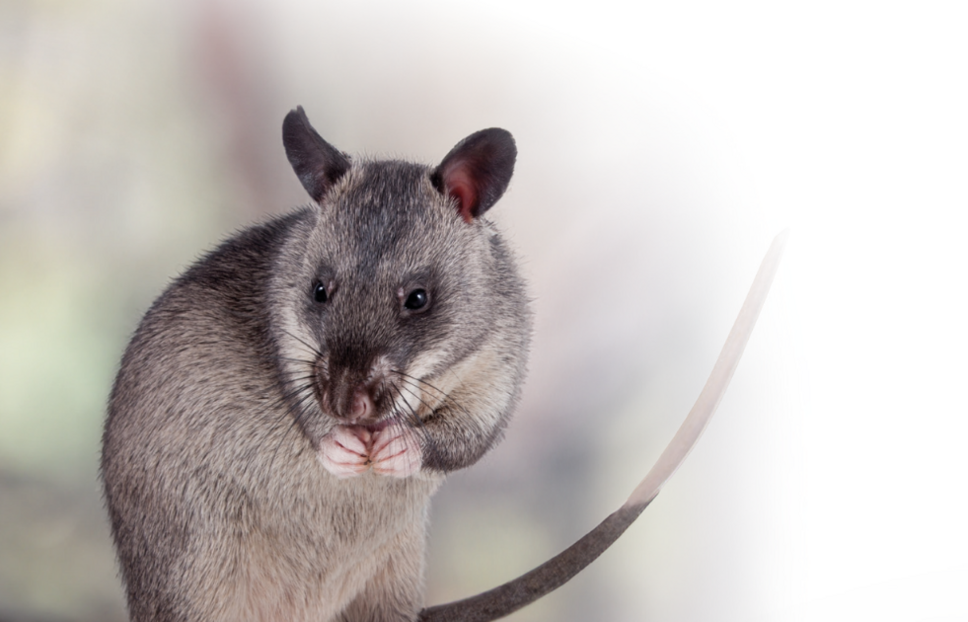 Rat de Gambie