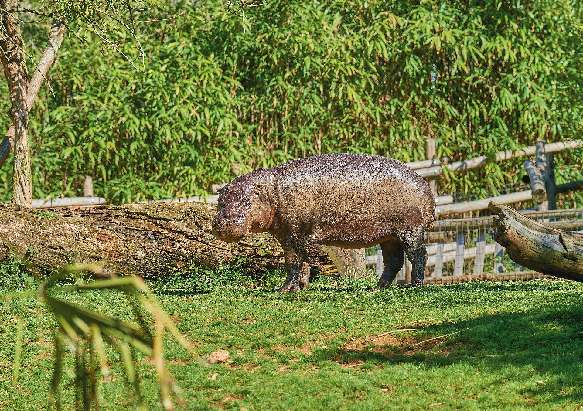 Hippopotame nain