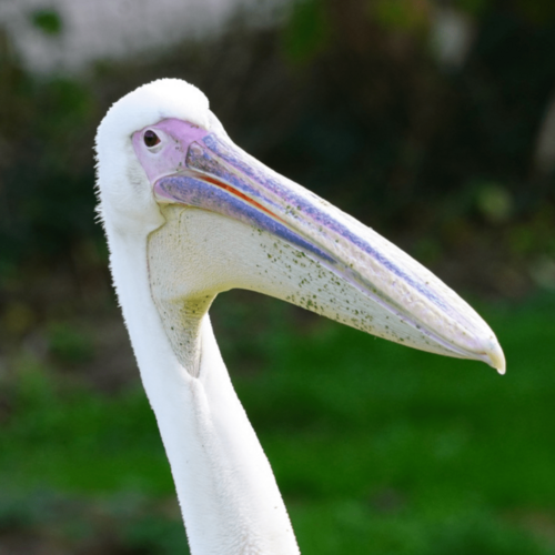 Pélican blanc