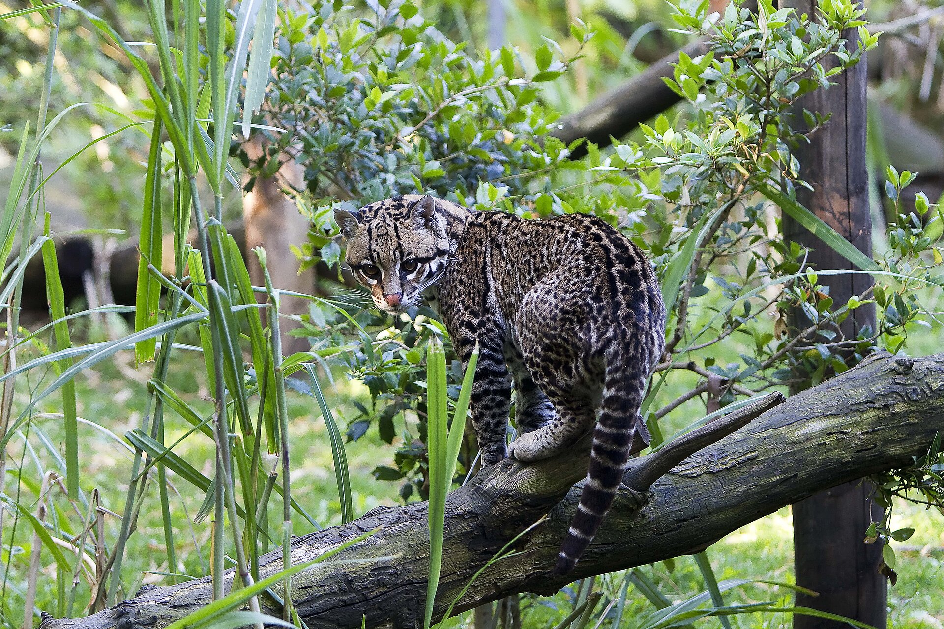 Ocelot
