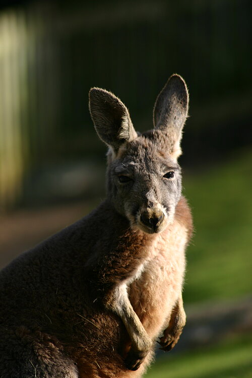 Grand kangourou