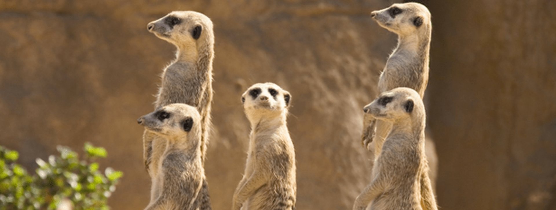 Suricate