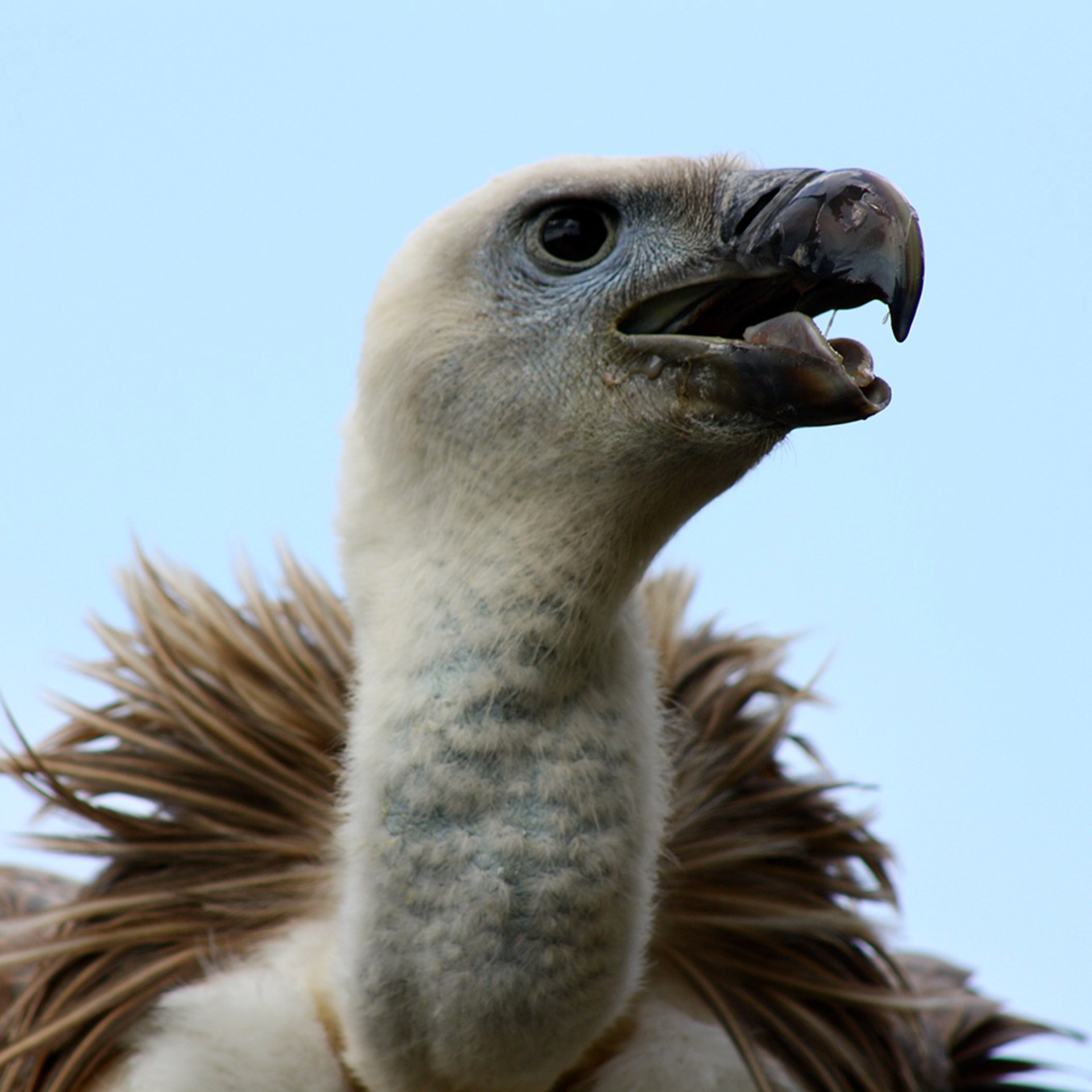 Vautour à dos blanc