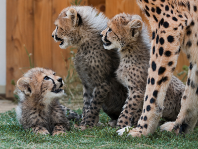 Naissance exceptionnelle !