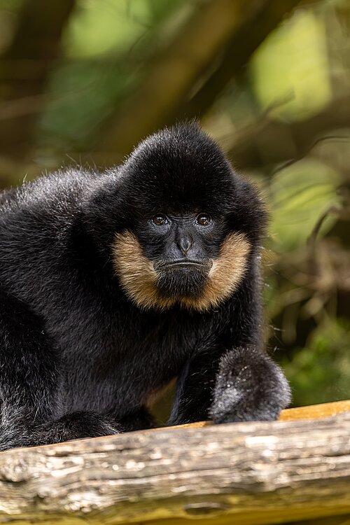 Gibbon concolore