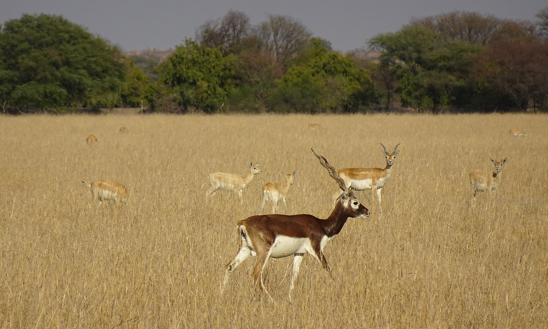 Antilope cervicapre