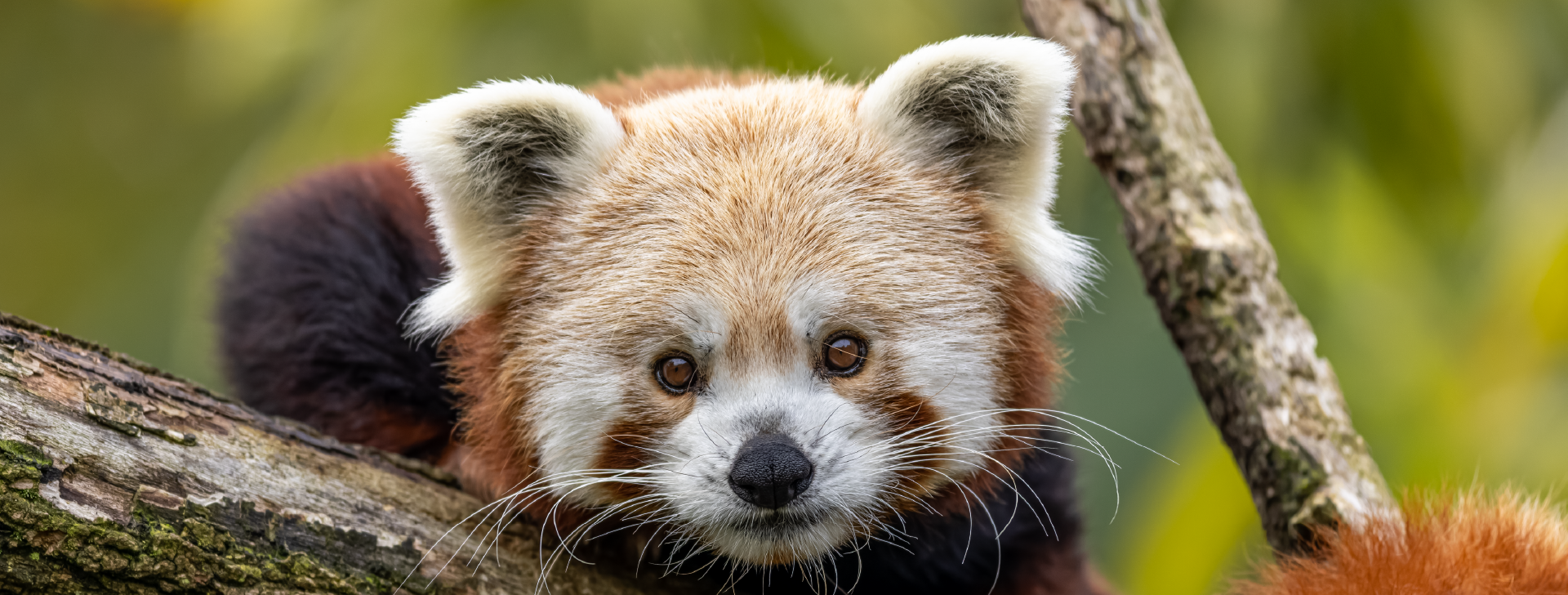 Panda roux