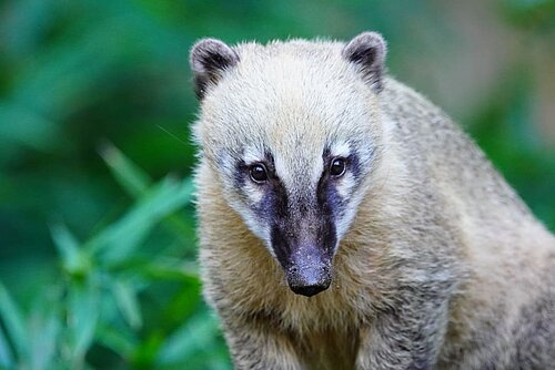 Coati roux