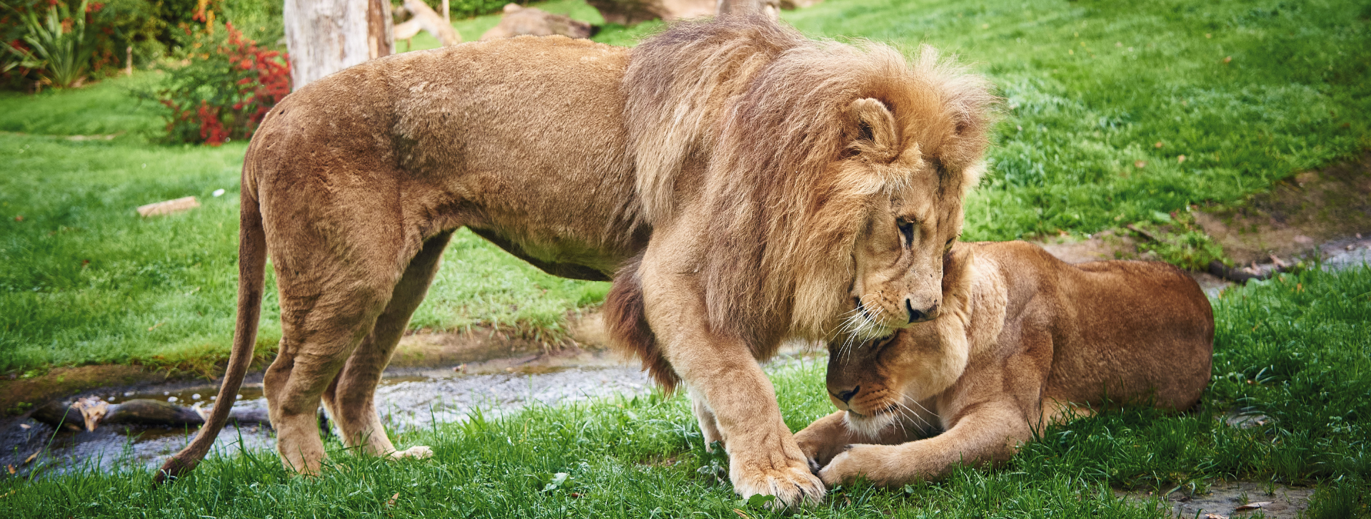 Lion d'Afrique