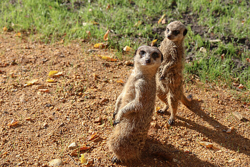 Suricate