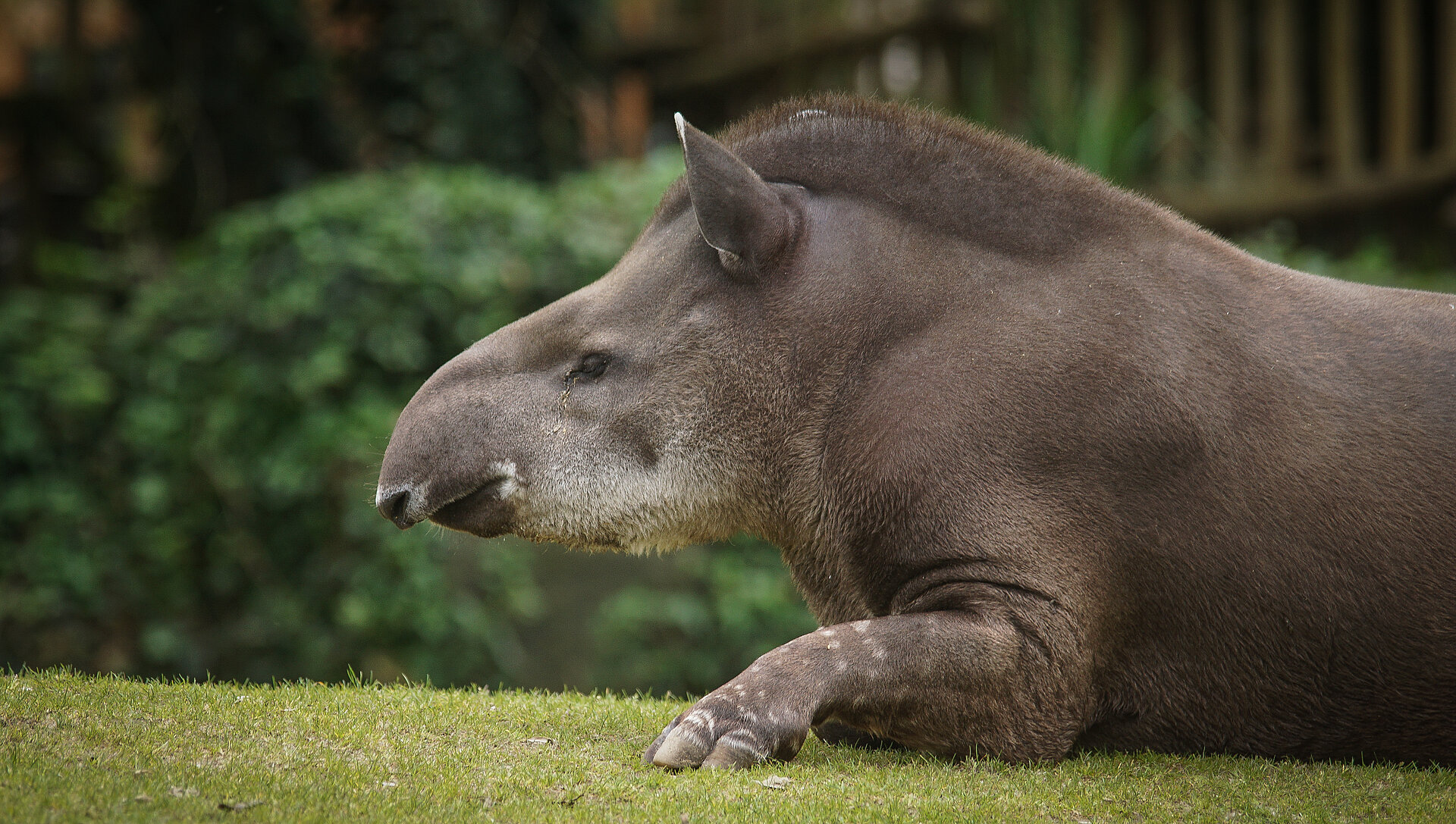 Tapir