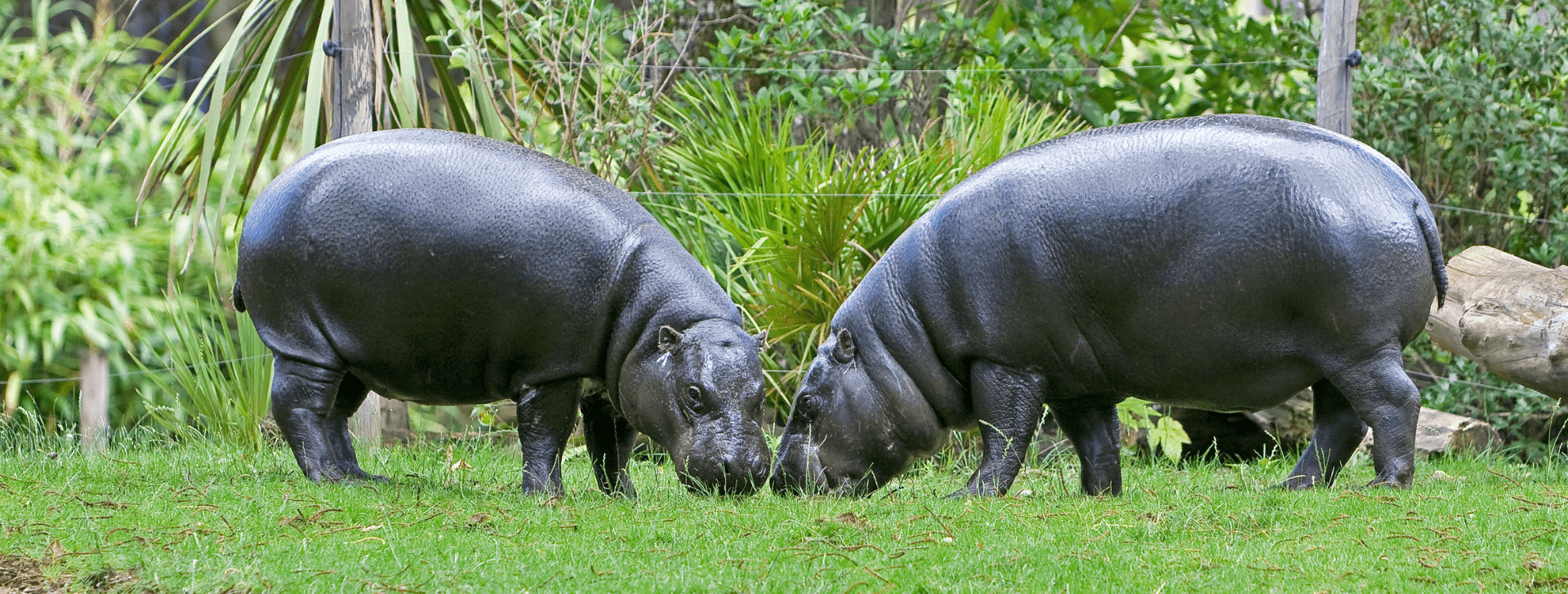 Hippopotame nain