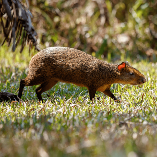 Agouti d'azara