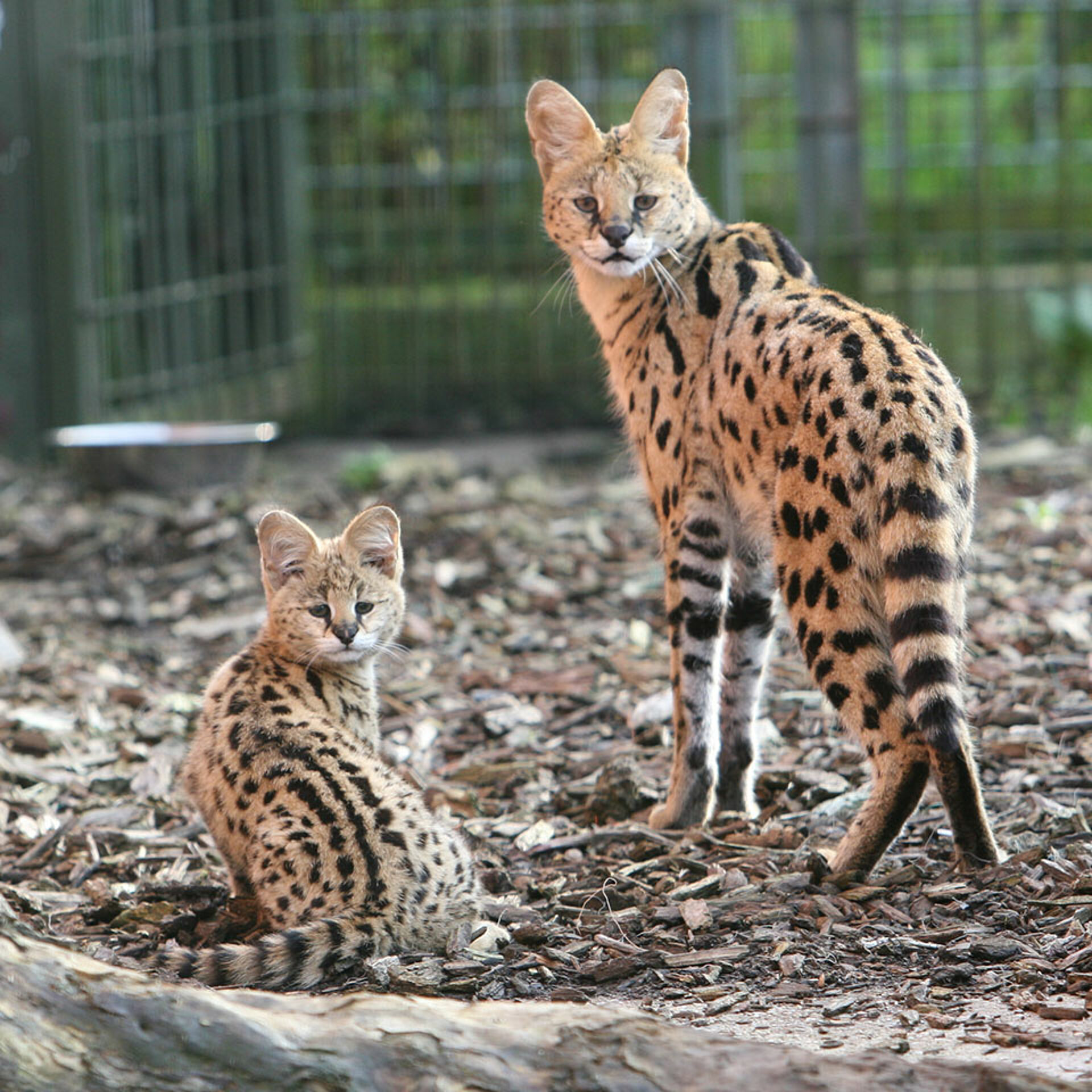 Serval