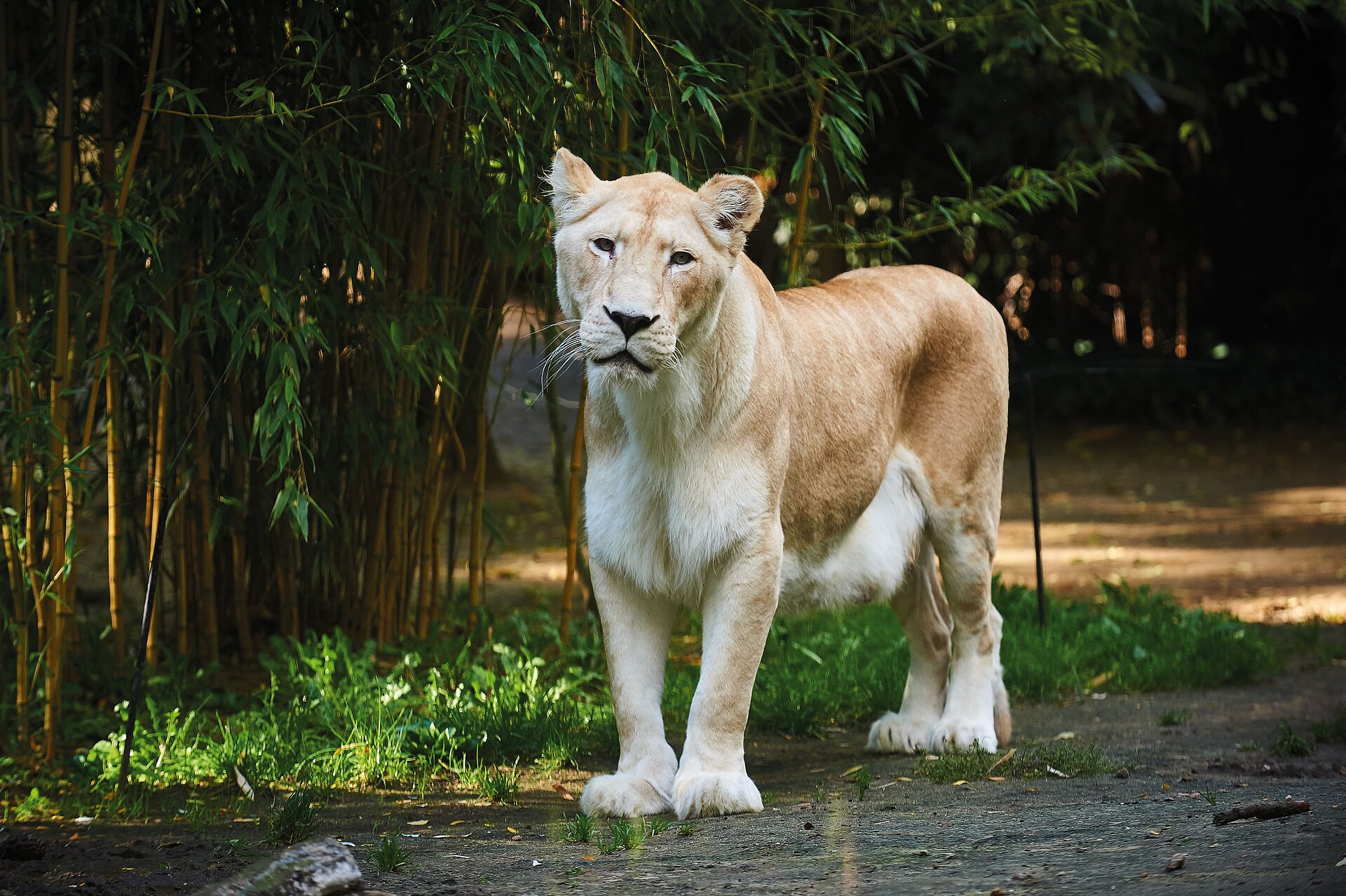 Lion blanc