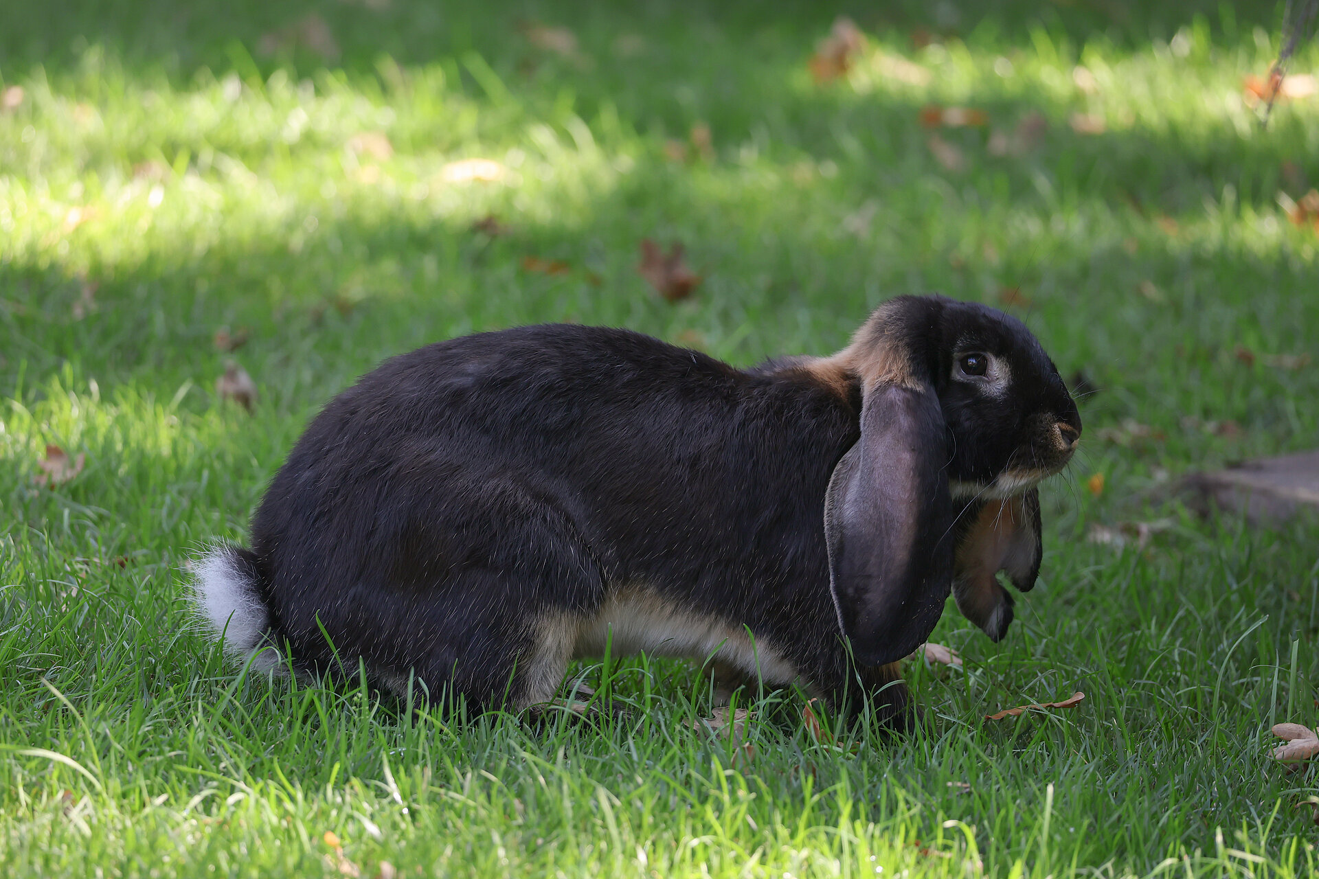 Lapin bélier géant