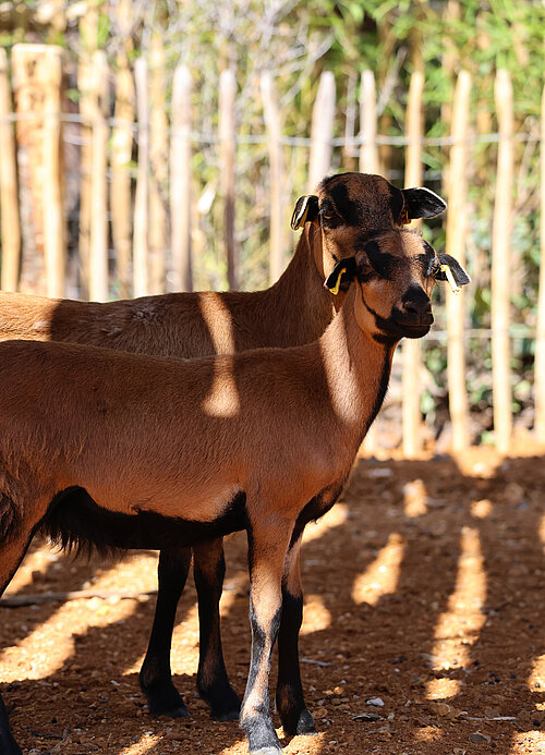 Mouton du Cameroun