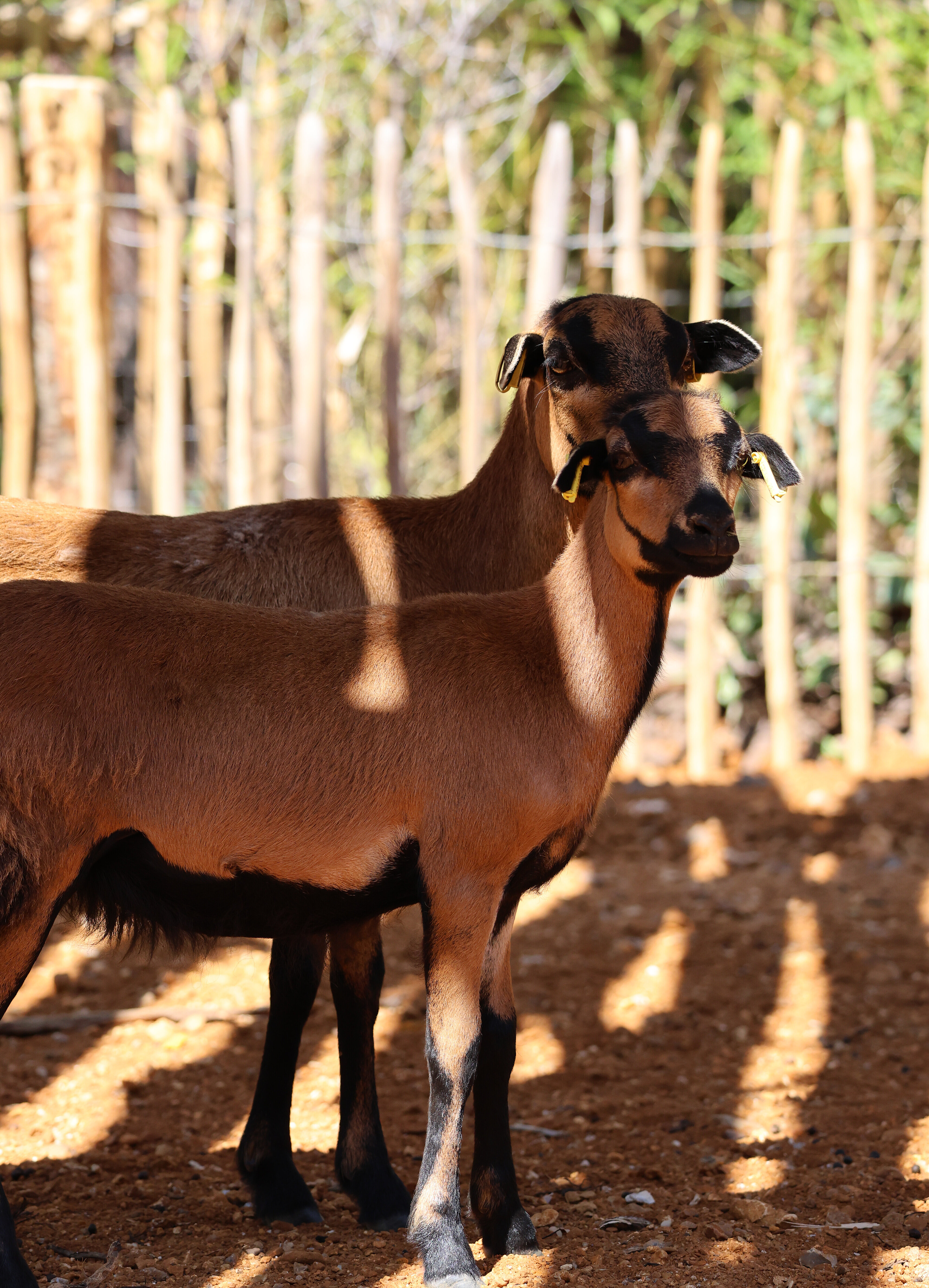 Mouton du Cameroun