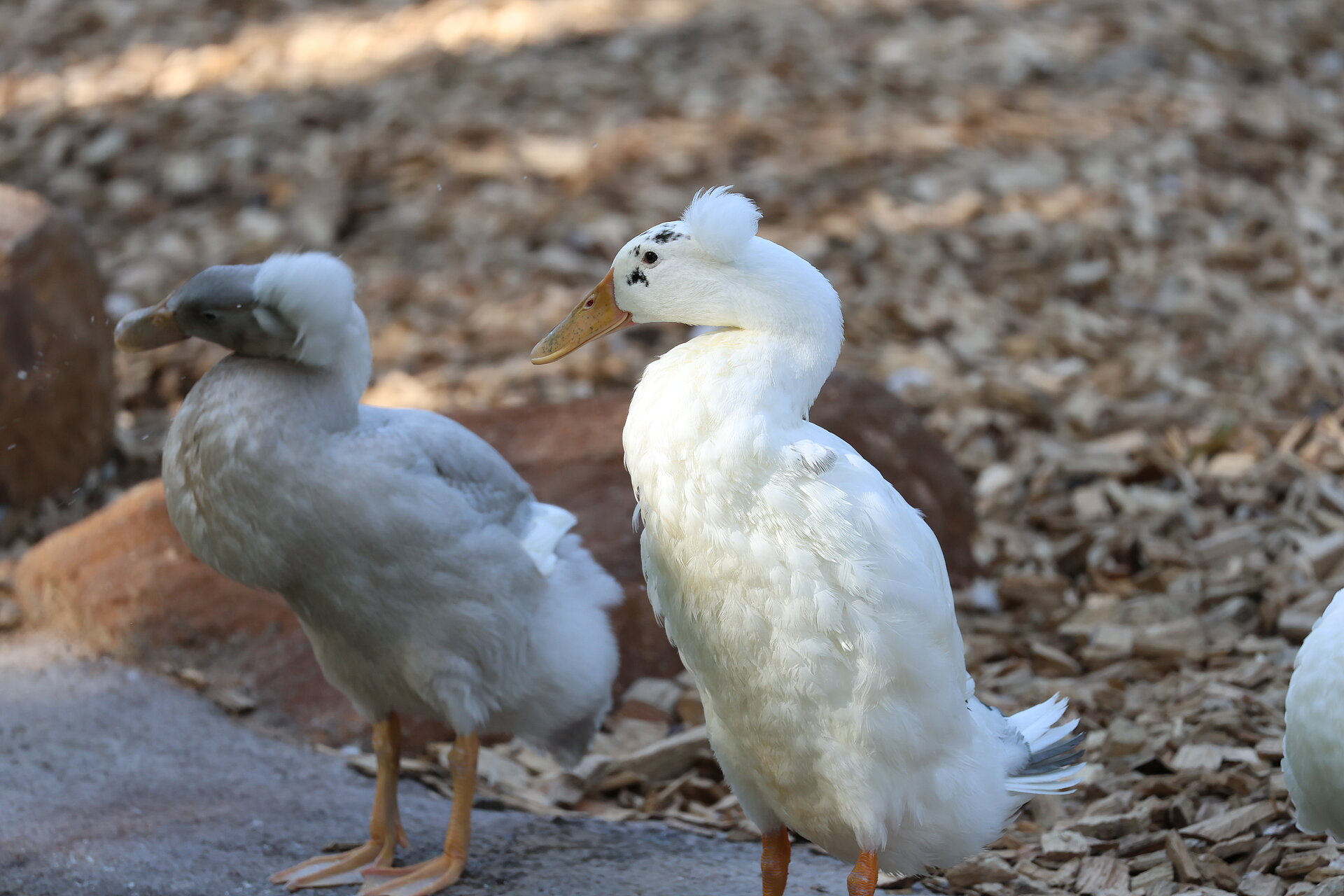 Canard Coureur Indien à Pompon