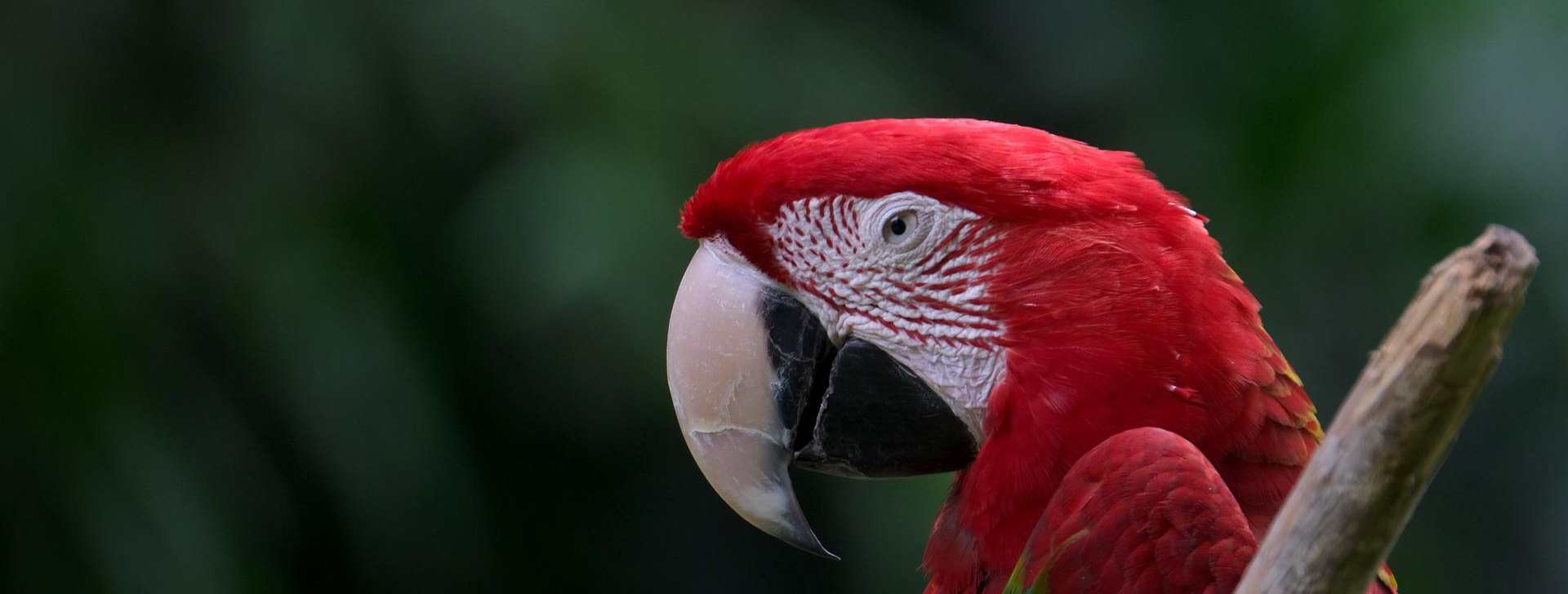 Ara à ailes vertes