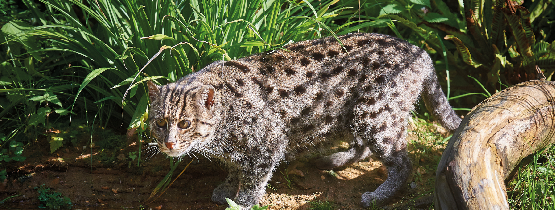 Chat pêcheur