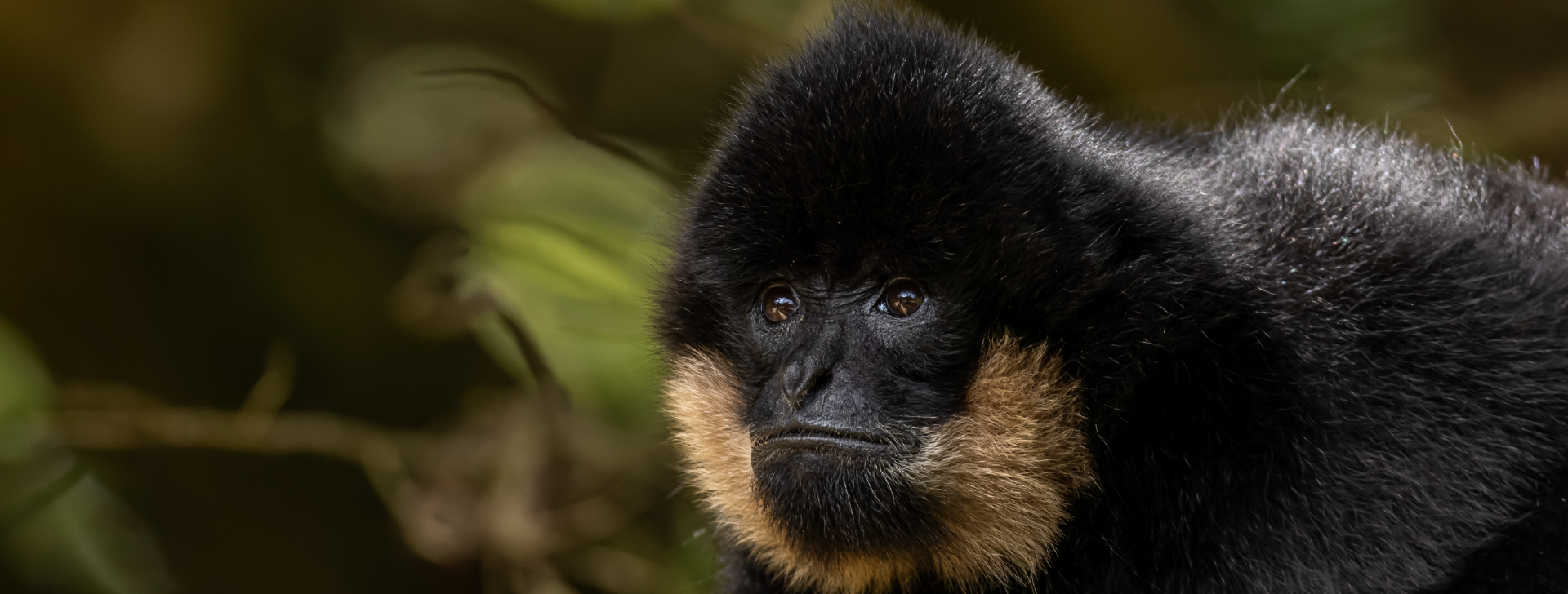 Gibbon concolore