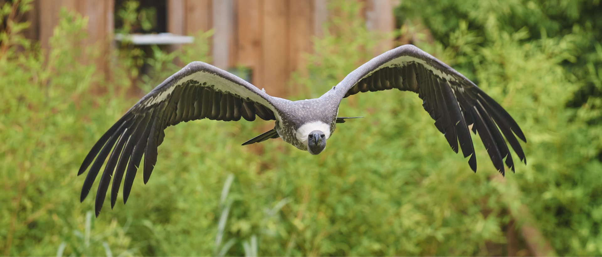 Vautour à dos blanc