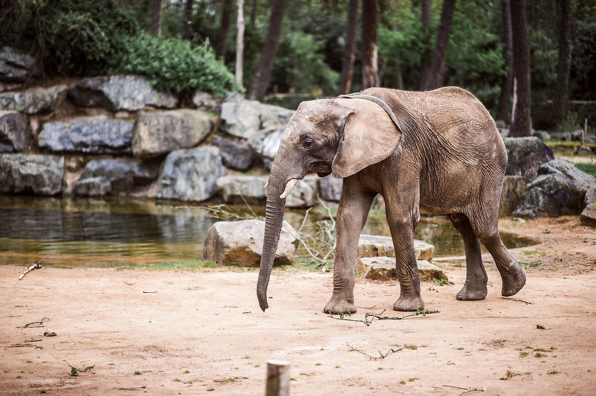 Éléphant d'Afrique