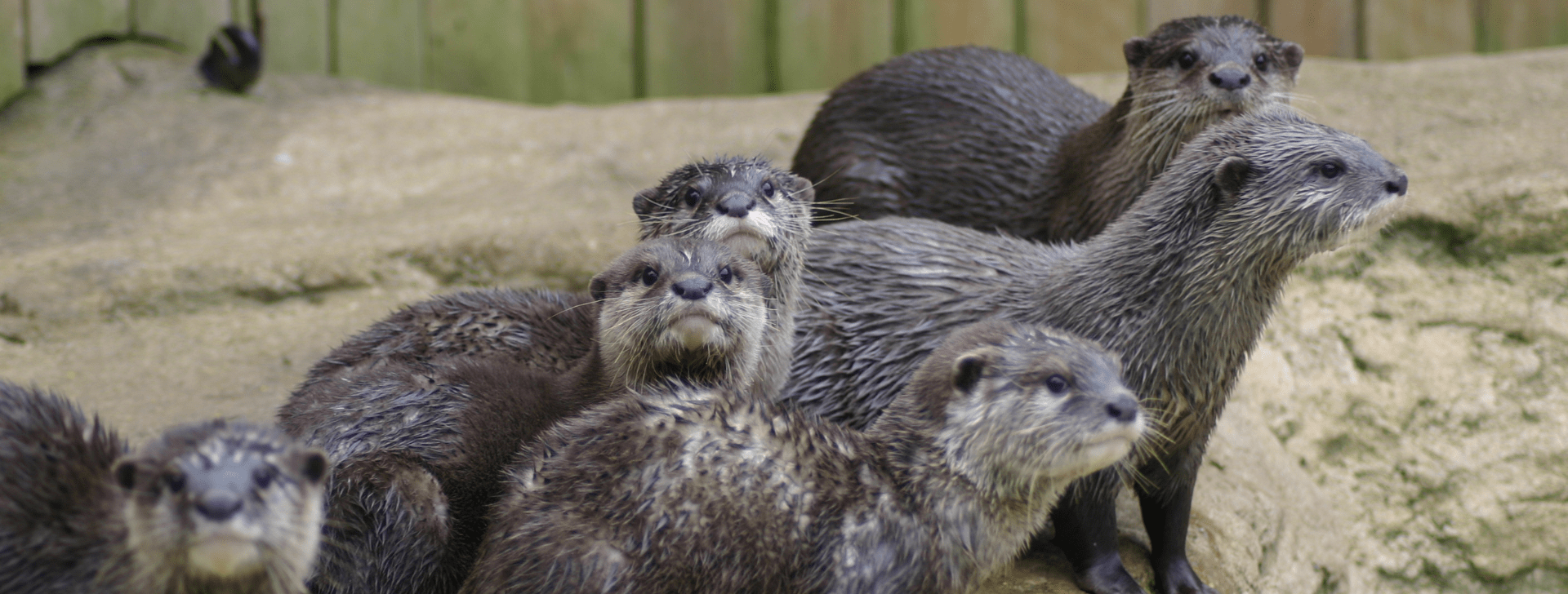 Loutre d'Asie