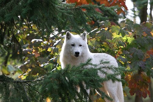 Loup blanc de l'Arctique