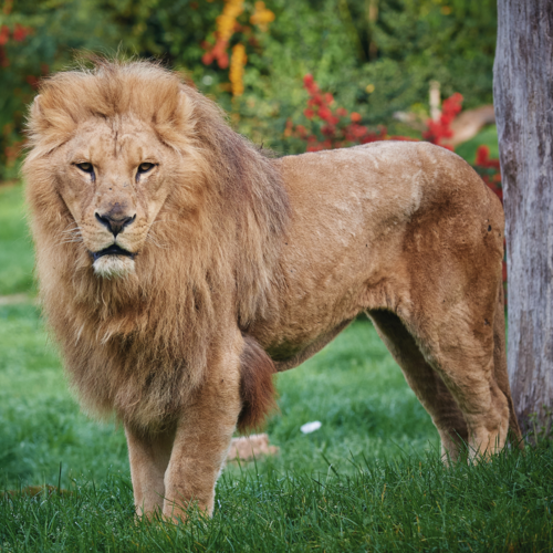 Lion d'Afrique