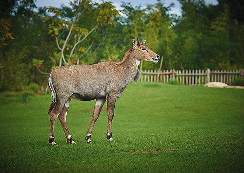Antilope nilgaut