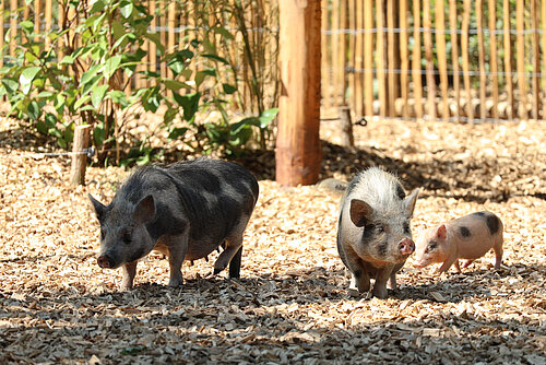 Cochon miniature de Göttingen