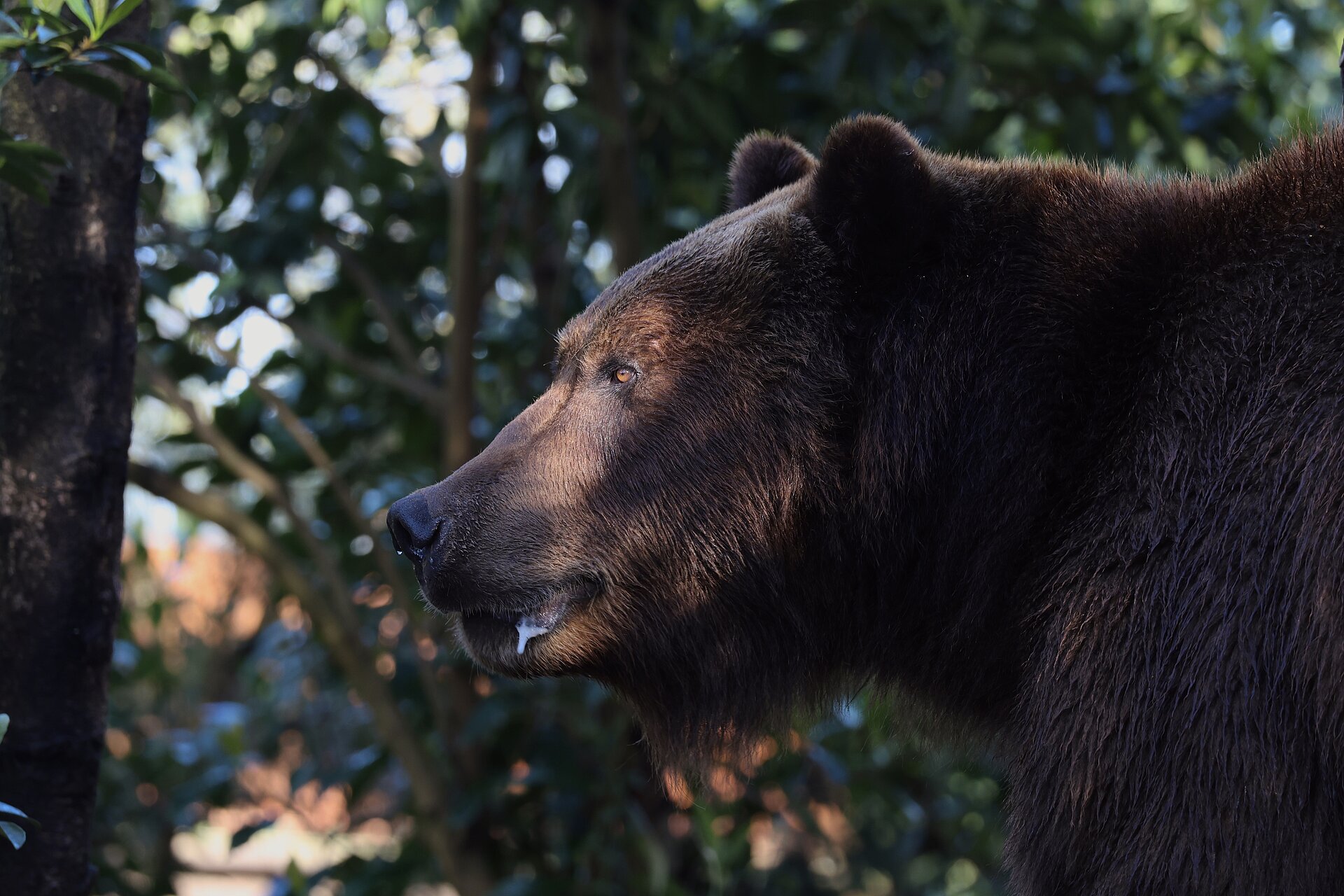 d'un emblème du Zoo