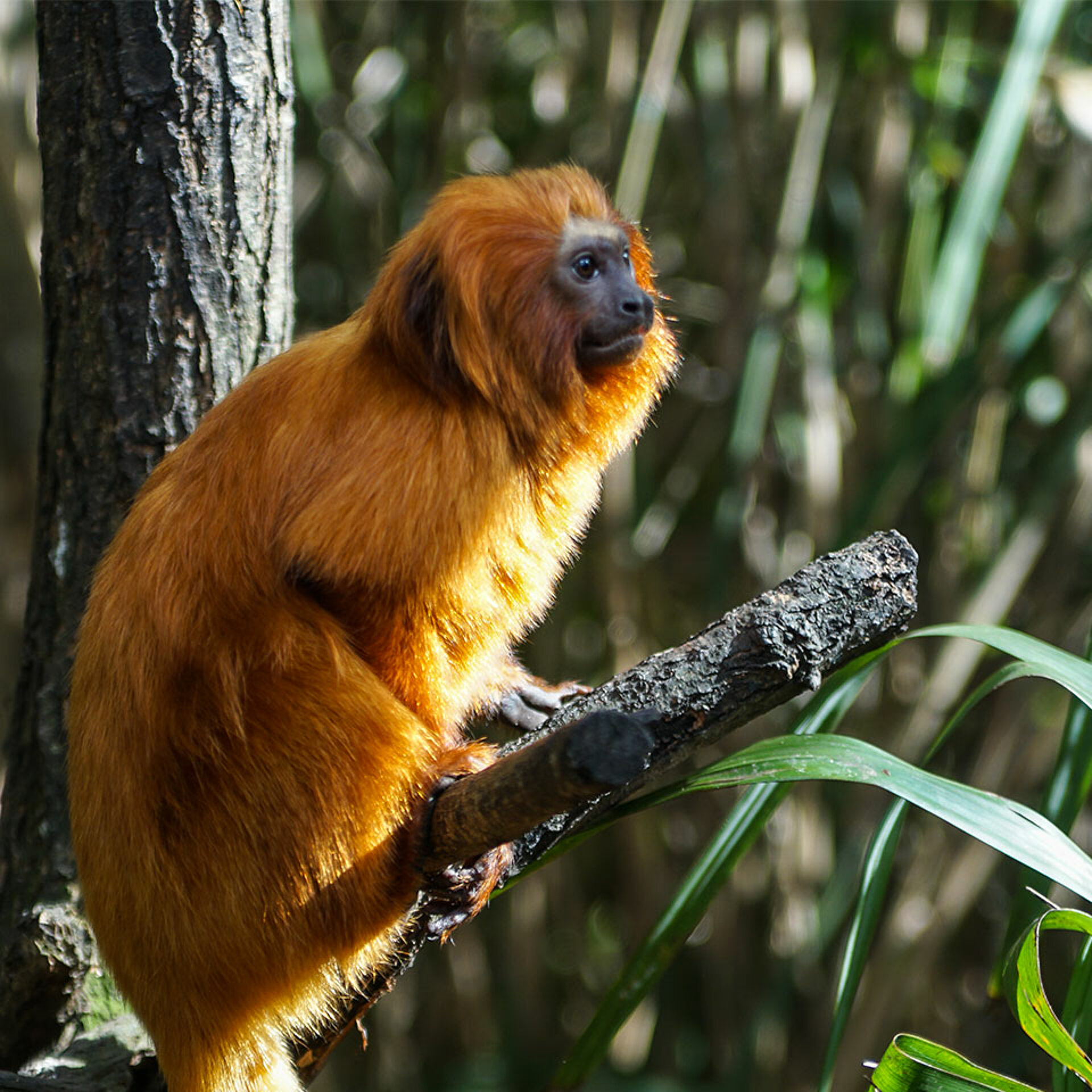 Zoo de la Flèche