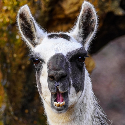 Lama