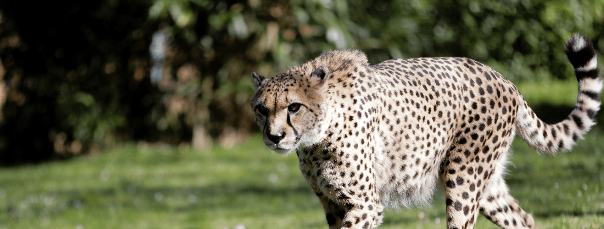 Guépard