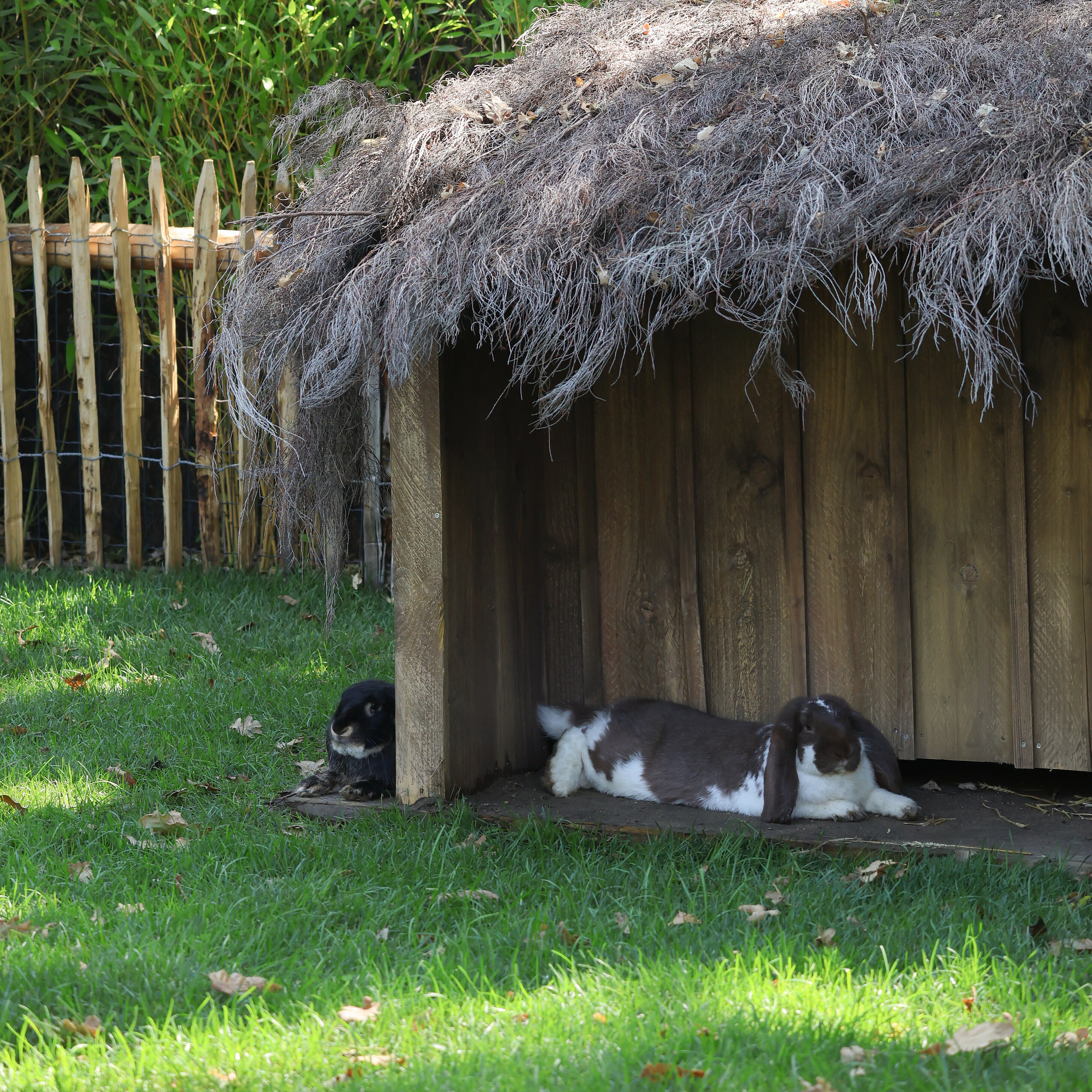 Lapin bélier géant