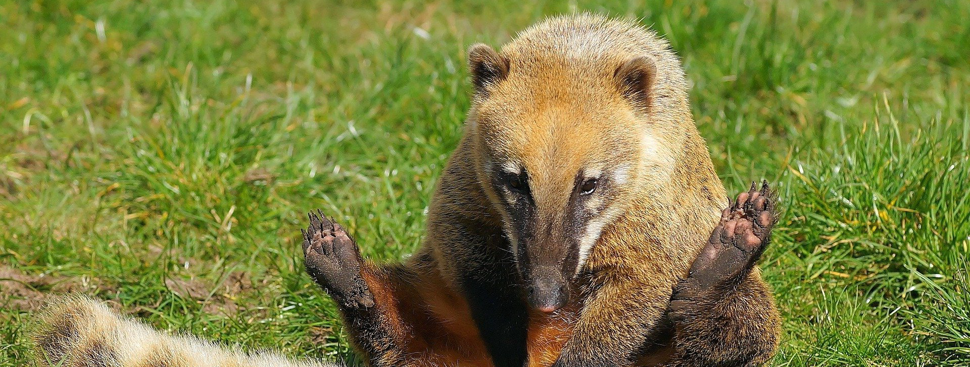 Coati roux